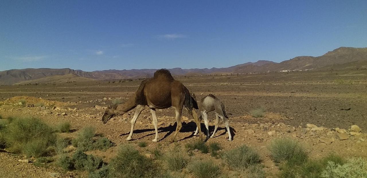 ホテル Maison Bedouin メルズーガ エクステリア 写真